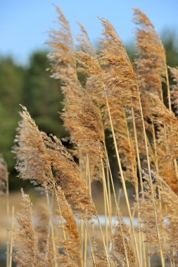 ortak reed (kamış panicles)