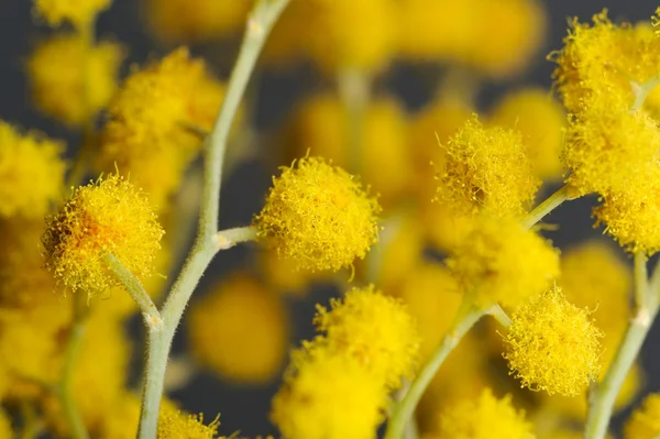 相思 (mimosa) 与黄色鲜花特写 — 图库照片