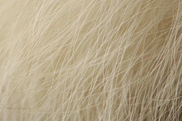 Macro naturale della pelliccia — Foto Stock