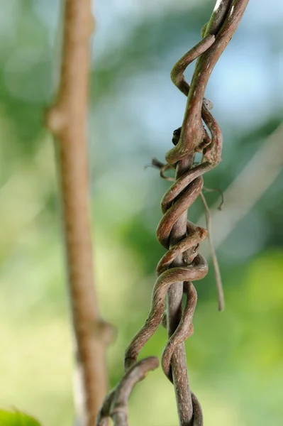 Uva trepadora Vine — Foto de Stock