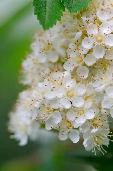 Weiße Ebereschenblüten aus nächster Nähe — Stockfoto