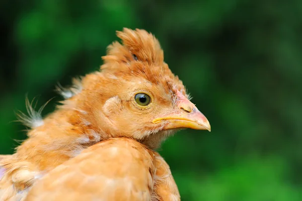 Cute Crested Baby Chicken — Stock Photo, Image