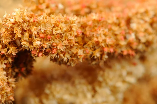 Dry Amaranth (Love-Lies-Bleeding) Flowers Close-Up — Stock Photo, Image