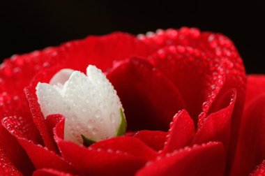 Kırmızı gül ve beyaz Yasemin çiçeği ile çiğ damlaları yakın çekim