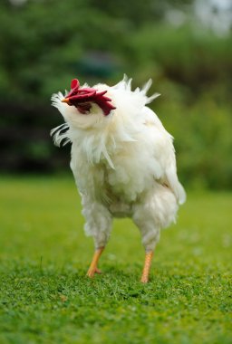 beyaz horoz başını sallayarak