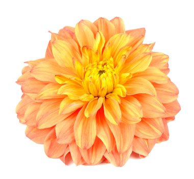 Beyaz arka plan üzerinde izole güzel turuncu yıldız çiçeği