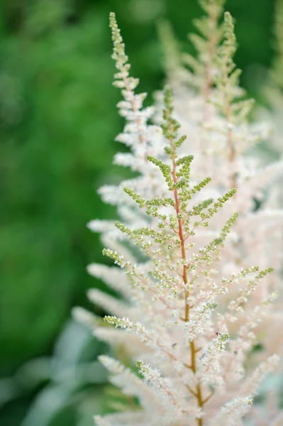 Flores brancas de Astilbe na cama da flor — Fotografia de Stock