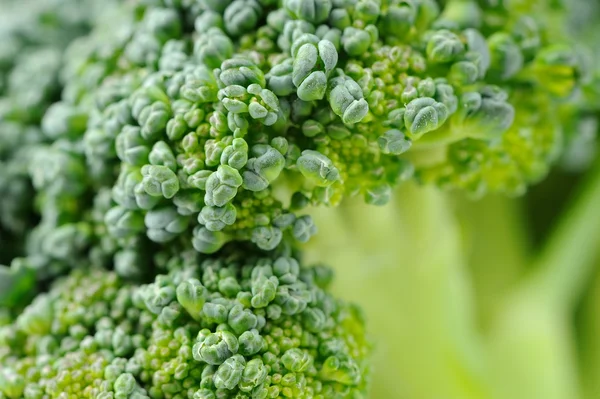 Gröna broccoli närbild — Stockfoto