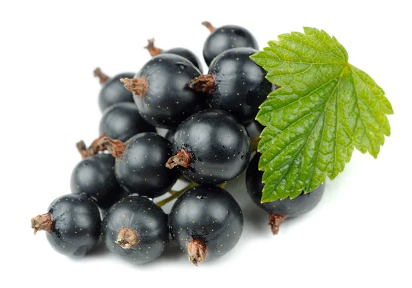 Blackcurrants izole beyaz zemin üzerine yeşil yaprak — Stok fotoğraf