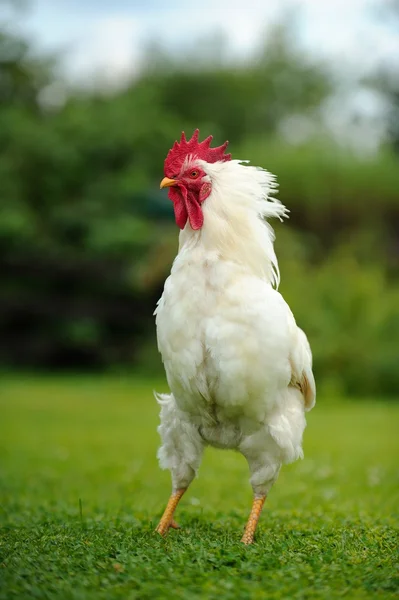 White Ruffled Rooster — Stock Photo, Image