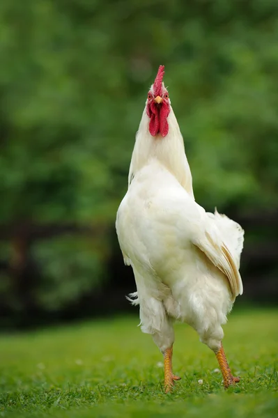 White Rooster (Cockerel) Posing on Green Lawn — Stock Photo, Image