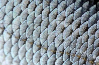 gerçek roach balık makro doku ölçekler