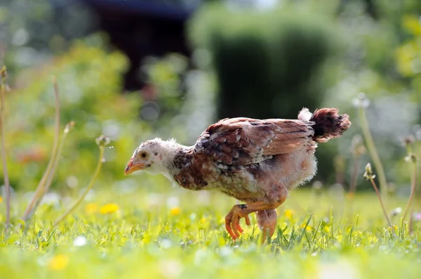Yeşil çimenlerin üzerinde yürüyüş benekli tavuk — Stok fotoğraf