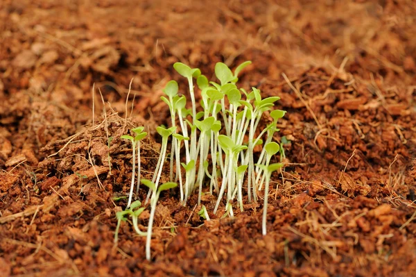 緑の苗の土壌で成長しています。 — ストック写真