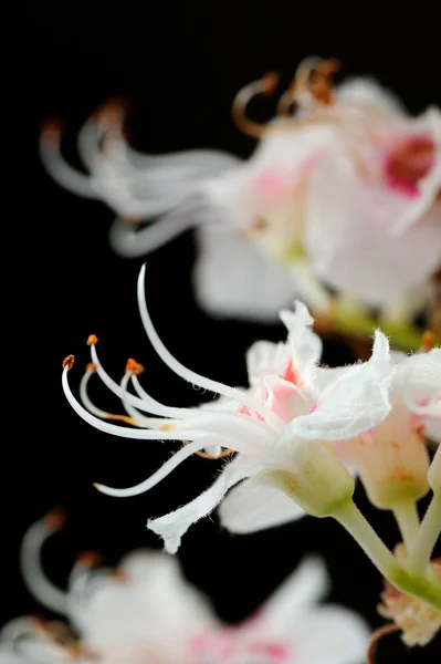 Flores de castaño de Indias Primer plano sobre fondo negro — Foto de Stock