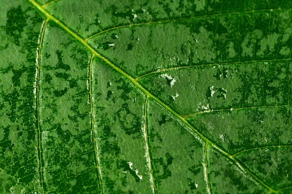 Macro feuille de châtaignier — Photo