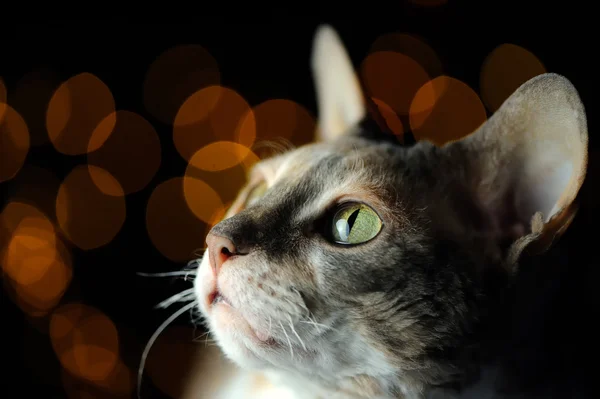 Gato con ojos verdes contra fondo oscuro resplandeciente —  Fotos de Stock