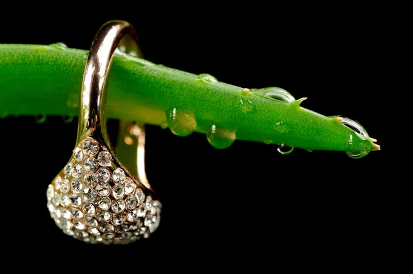 Gold Ring on Aloe Vera Leaf with Water Drops — Stock Photo, Image