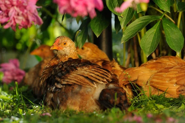 Hühner ruhen unter Pfingstrosen — Stockfoto