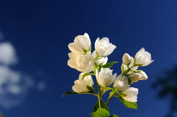 Hermosas flores de jazmín blanco sobre fondo azul brillante del cielo —  Fotos de Stock