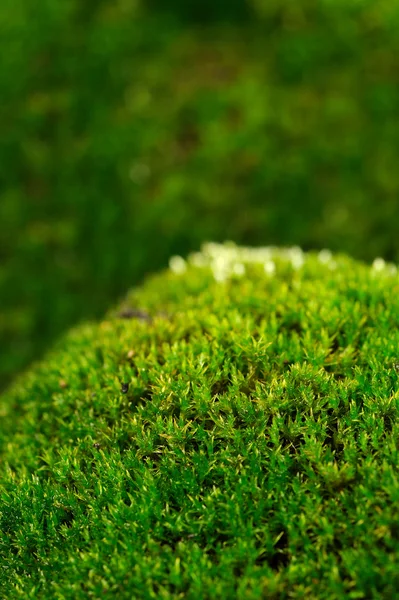 Fundo de musgo verde — Fotografia de Stock