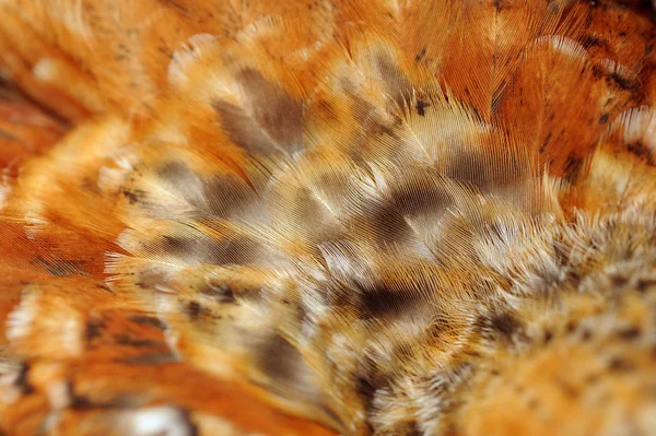 Mottled Chicken Feathers Close-Up — Stock Photo, Image