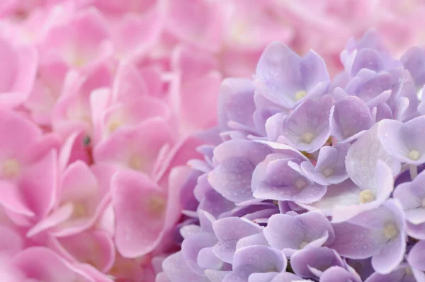 Lindas flores de hortênsia rosa e roxa com gotas de água — Fotografia de Stock