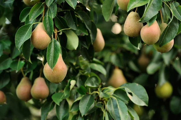 Pere che crescono sull'albero delle pere — Foto Stock