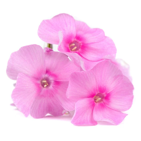 Pink Phlox Flowers Isolated on White Background — Stock Photo, Image