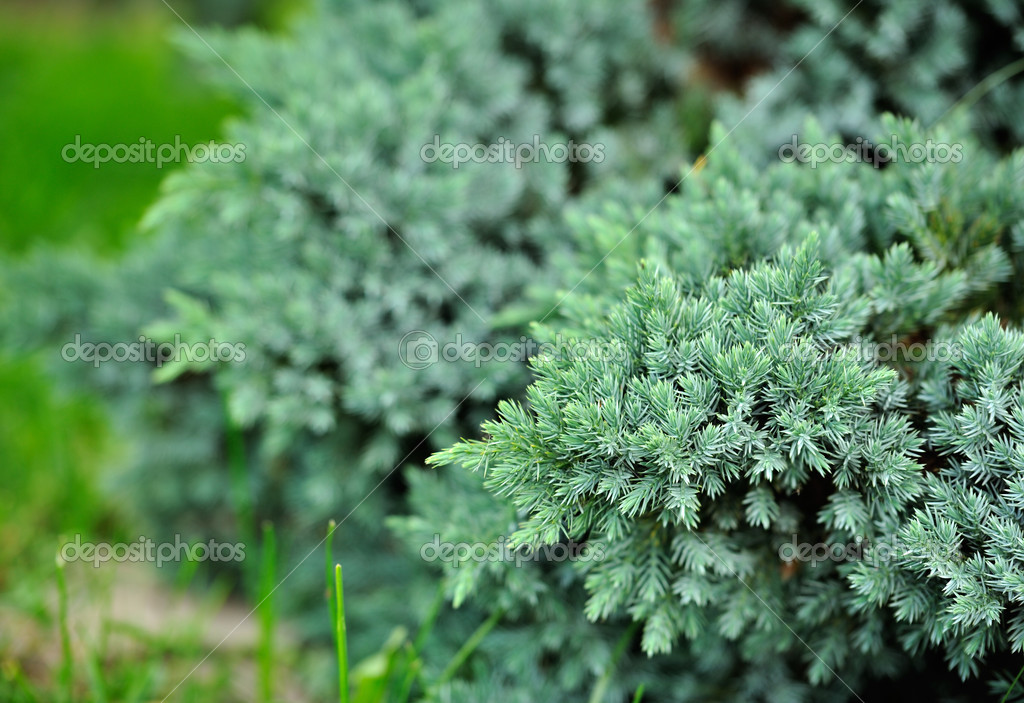 Evergreen Blue Juniper Bush Stock Photo C Digifuture 47031061
