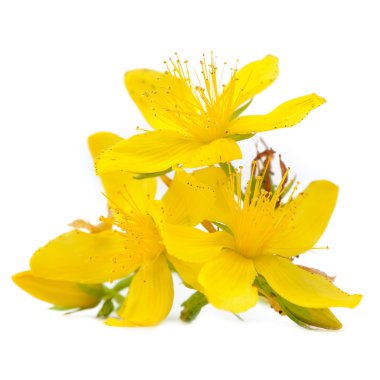 Perforate St Johns-Wort Flowers Isolated on White Background clipart
