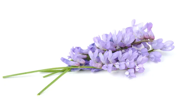 Tufted Vetch flores isoladas em fundo branco — Fotografia de Stock