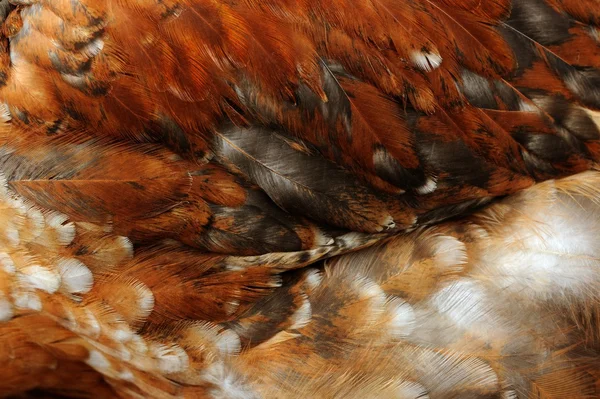Chicken Feathers Close-Up — Stock Photo, Image