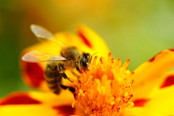 Arı pollinating marigold çiçek — Stok fotoğraf