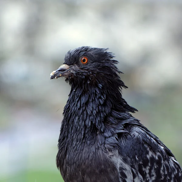 Pigeon with Bread Crumbs on Beak — Stock Photo, Image