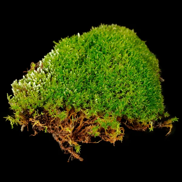 Clump of Moss Close-Up em fundo preto — Fotografia de Stock
