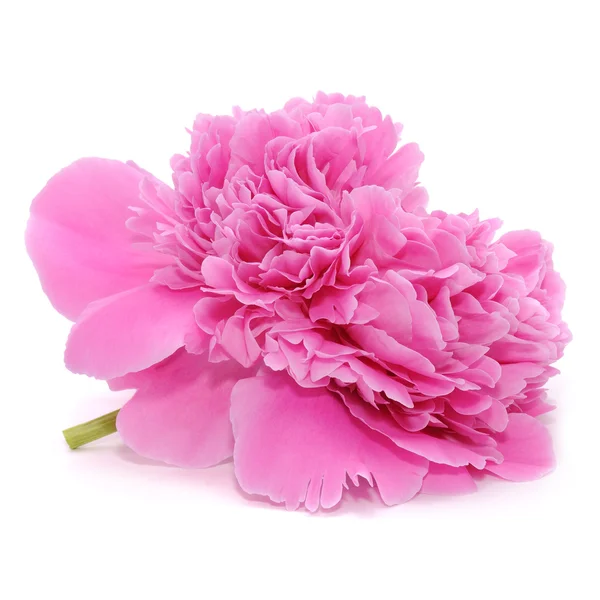 Pink Peony Flower Isolated on White Background — Stock Photo, Image