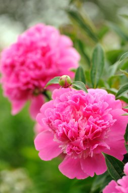 Bahçedeki pembe şakayık çiçekleri