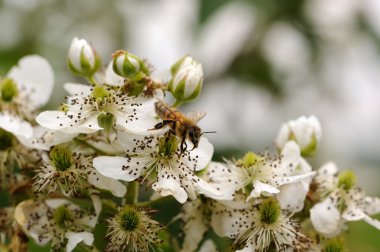 BlackBerry çiçek pollinating arı
