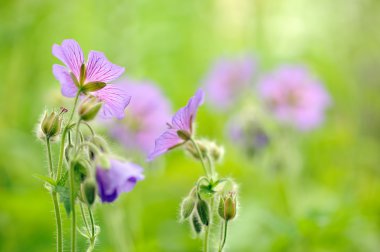 Çayırda çiçekler mor Sardunya iddiası (çayır cranesbill)