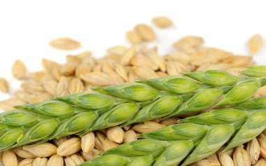 Yeşil kulakları ve arpa taneleri yakın çekim