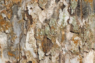 elma ağacı kabuğu dokusu