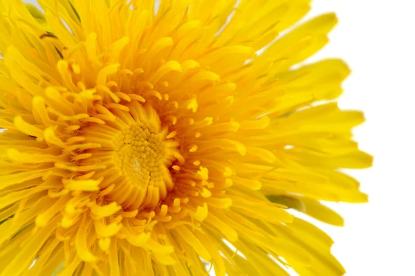 Diente de león amarillo (Taraxacum Officinale) Flor de primer plano sobre fondo blanco —  Fotos de Stock