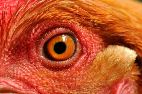 Chicken Eye Close-Up — Stock Photo, Image