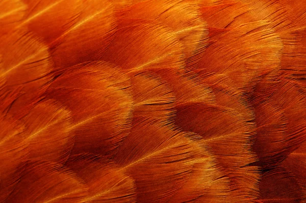 Plumas de pollo rojo Macro — Foto de Stock