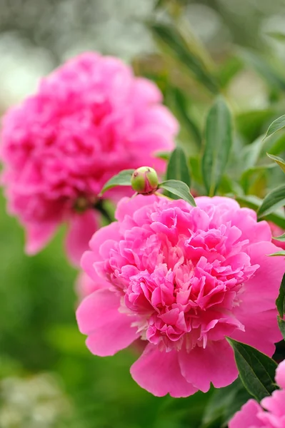 Bahçedeki pembe şakayık çiçekleri — Stok fotoğraf