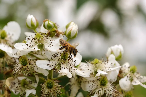 Abeille pollinisant les fleurs de mûre — Photo