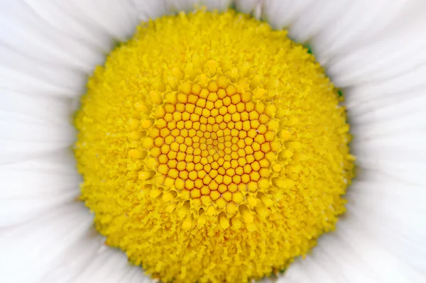 Mitten av daisy (kamomill) blomma makro — Stockfoto