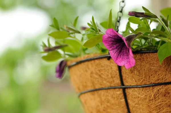 Pink Petunia Flowers in Basket — Stock Photo, Image