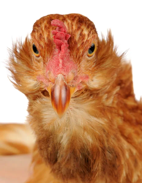 Engraçado frango close-up — Fotografia de Stock